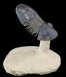Flying Paralejurus Trilobite Fossil - Natural Work Of Art #49578-1